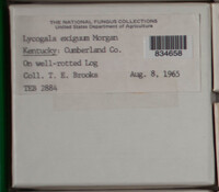 Lycogala exiguum image